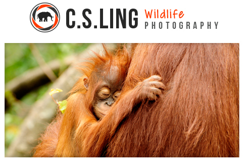 Wildlife Photography